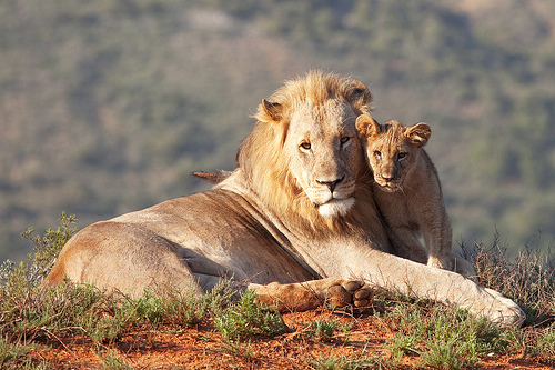 Τρυφερός και υποστηρικτικός λιονταρομπαμπάς. Φωτό: melissaschalke, flickr