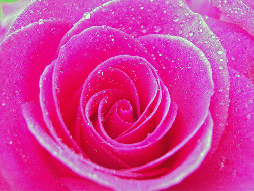  - pink-rose-fred-seghetti